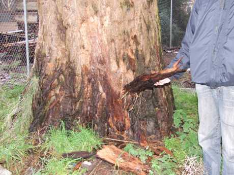 Damage to trunk of the Giant Redwood