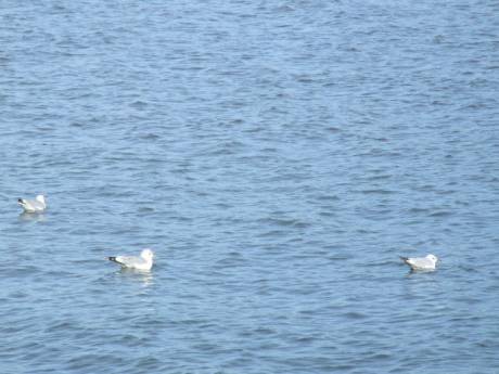A sleepy trio of seagulls.