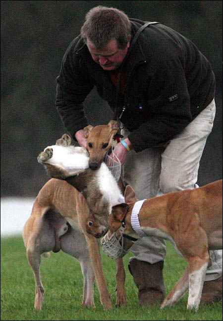 Click on image to see full-sized version Greyhound and Pet World sponsors this "sport"