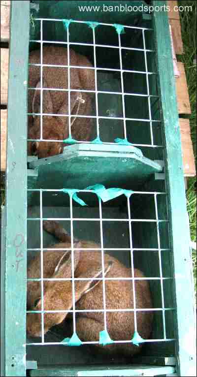 Hares in captivity awaiting coursing