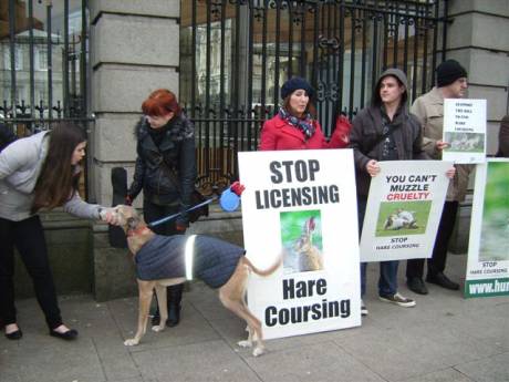 Toby the greyhound on picket duty...