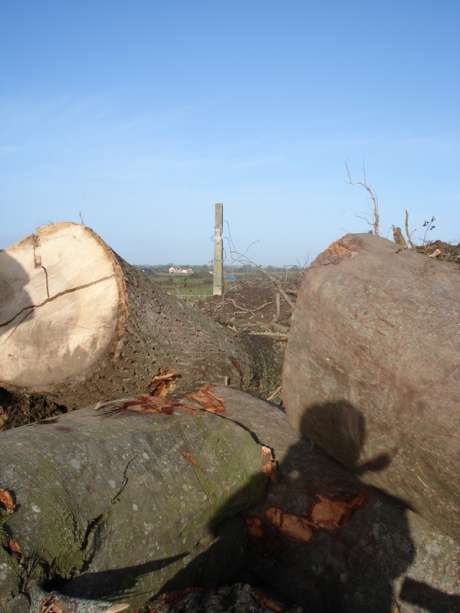 Trees felled at Rath Lugh