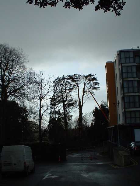 work begins this morning.  Monterey Cypress being destroyed