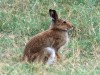 It could be the end for hare Coursing???
