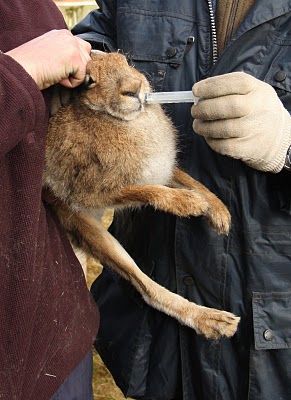 Hare being prepared for a baiting session...