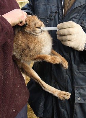 Click on image to see full-sized version Hare being prepared for a baiting session...
