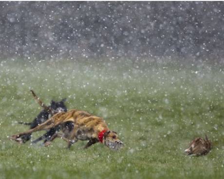 Click on image to see full-sized version Photo by John Kelly of hare being forced to run in terror from dogs at 2008 National Coursing event