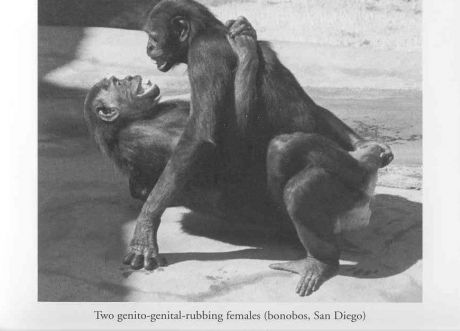 bonobo chimps