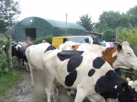 Finally, after missing breakfast the cows go out to lunch.