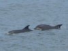 dolphins in Broadhaven Bay