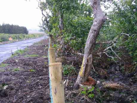 All these trees would have been destroyed only for local intervention