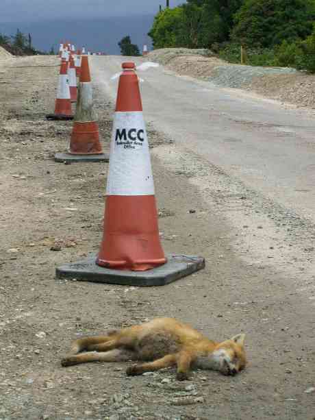 Click on image to see full-sized version First victim of the new road