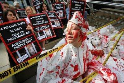 sheep_protest.jpg
