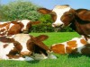 ANIMAL RIGHTS IRELAND 2011