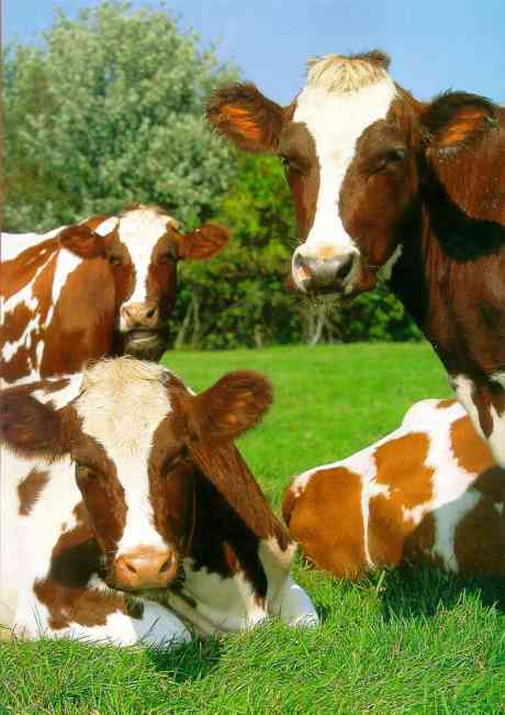 ANIMAL RIGHTS IRELAND 2011