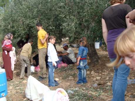 olive_picking_2008_6.jpg