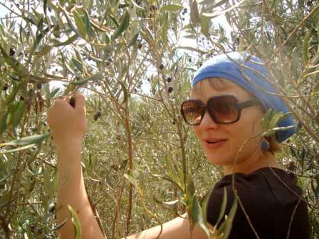 olive_picking_2008_7.jpg