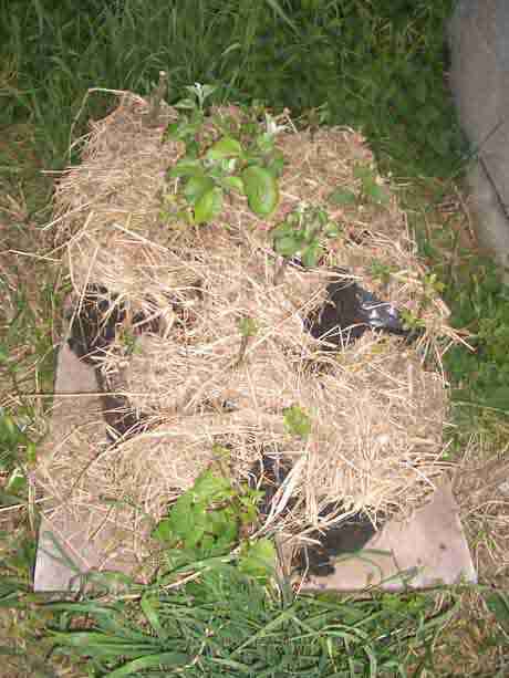 a pallette of graphted apple trees from seed savers in clare