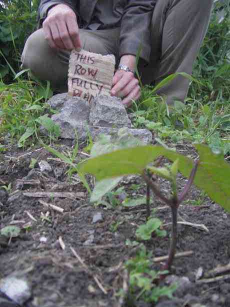 this row fully planted, beans shooting up