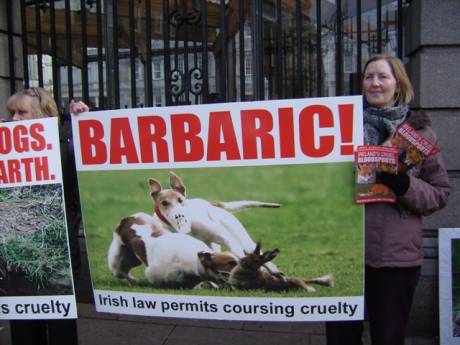 Protester calls for hare protection