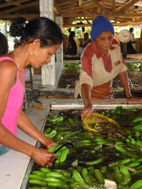 Click on image to see full-sized version bananas4a.jpg