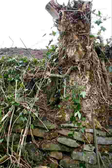 One Of A Line Of Old Trees Bordering The Site (Or What's Left Of It)