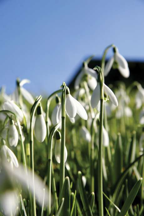Click on image to see full-sized version Snowdrops