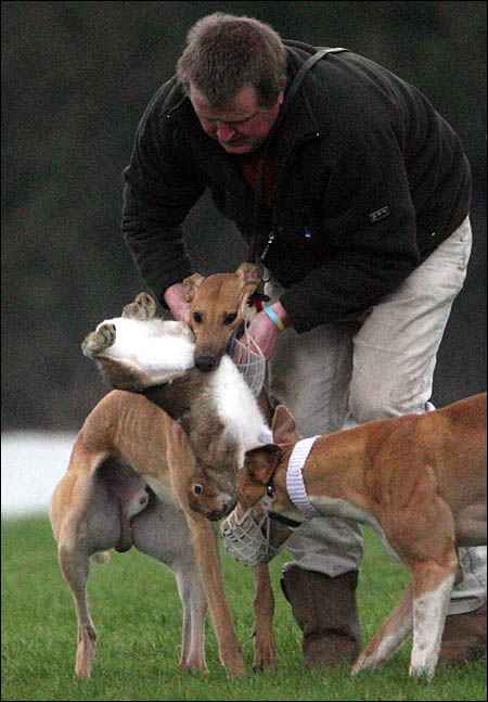 Coursing fan wrenching dying hare from hyped up greyhounds at baiting event