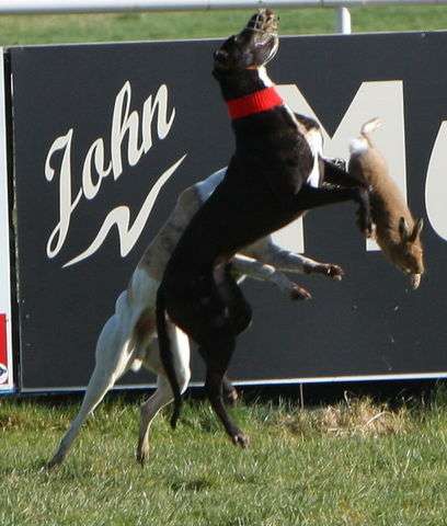 The net is closing on hare coursing in Ireland