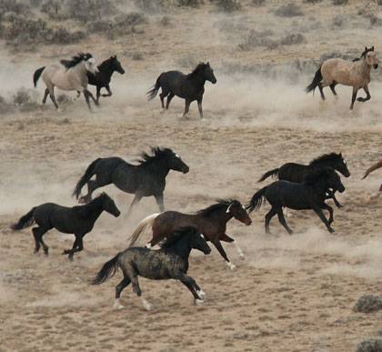 Wild Horses.....RUNNING!!!!!