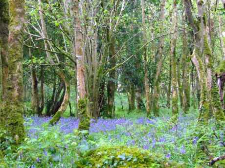 through the bluebells ...