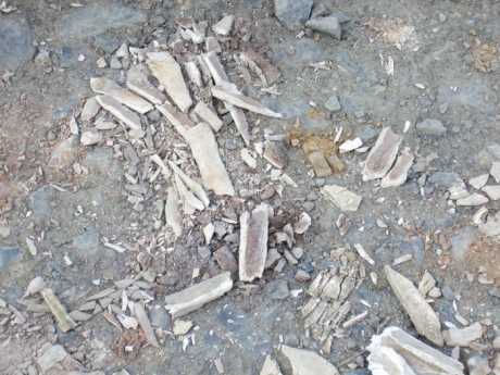 Bones again at Collierstown 29 May 2007