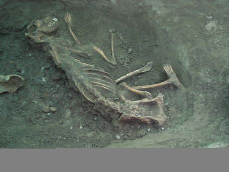 Canine burial 29 April 2007