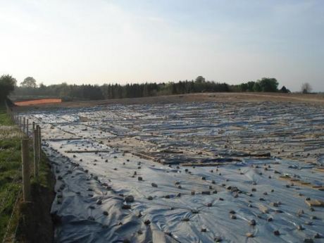 Extent of henge site with cut wood in background 29 April 2007