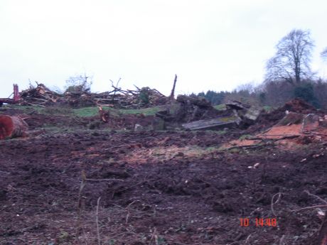 Lismullin Wood February 2007