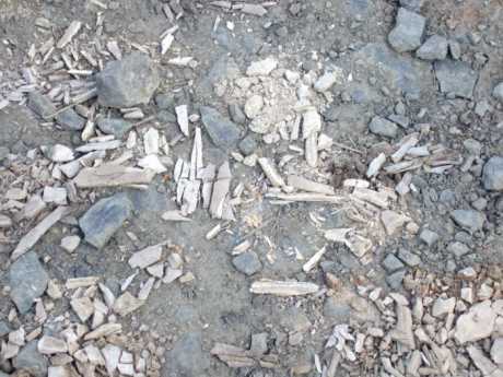 More crushed bones Collierstown 