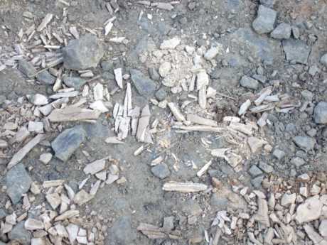 More crushed bones Collierstown 
