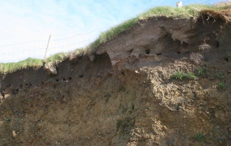 4. Nesting Area on Beachfront That is Being Destroyed