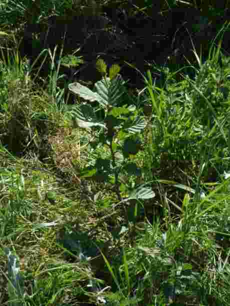 Click on image to see full-sized version An alder sapling - now growing in the People's Forest!
