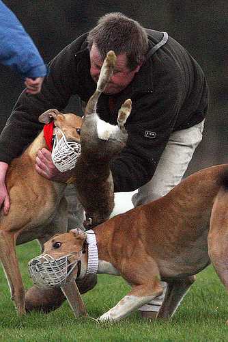 Hare coursing: Being kept alive by financial sponsorship