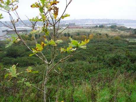 One of the saplings planted on the February 2005 Tree Walk, where twenty people walked from Drumcollegher, Co.Limerick, to plant trees on the site of the proposed incinerators