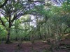 Remnant of native woodland