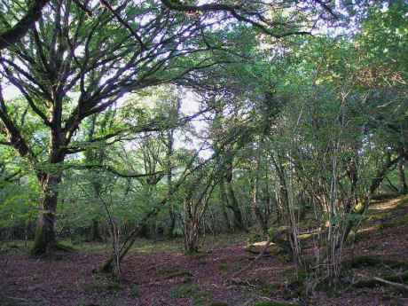 Click on image to see full-sized version Remnant of native woodland