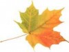 leaf.jpg