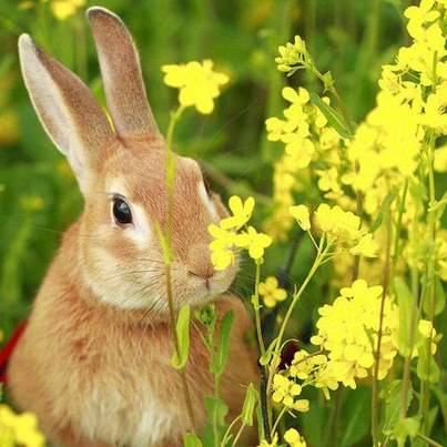 A gentle creature: the Irish Hare is the victim of recreational bullying and sadism