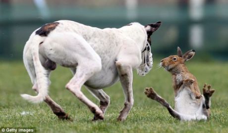 Coursing fun...