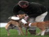 Hare coursing "sport": Advertisers pulling out...