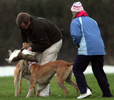 Irish hare coursing...