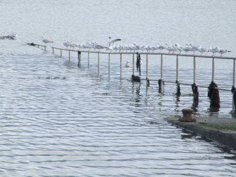 Seagulls at Omeath