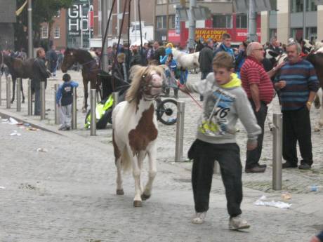 Click on image to see full-sized version Horses are not protected from abuse at the fair or afterwards.